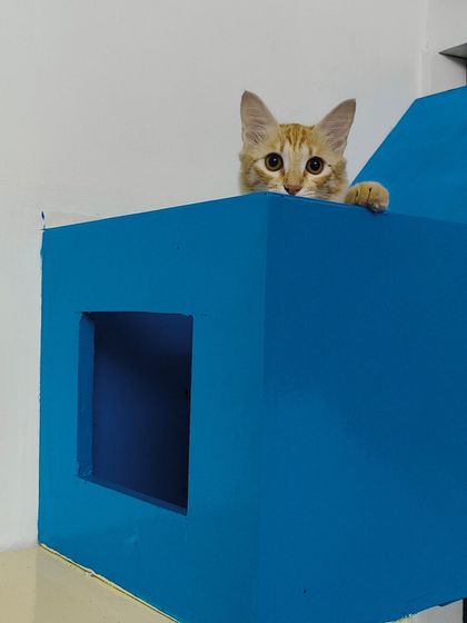 Sammy's Nest - Home Boarding for Small Pets Happy Cats: Our Boarding Guests photo 23