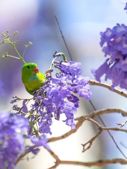 The brilliant green of the parrot against the soft purple of the Jacaranda flowers creates a stunning color contrast.