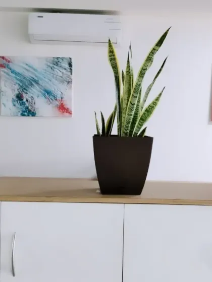 A simple yet effective arrangement for an office. We used a mix of plants, including a Snake Plant and a Rubber Plant, in stylish planters to add a touch of green to this workspace cabinet.