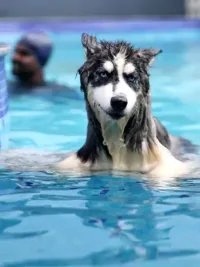 Supervised Dog Swimming