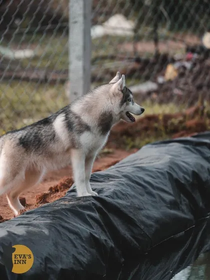 Rocky the Husky checking out the doggy pool. It's a safe, clean, and exciting feature for water-loving dogs staying at my boarding facility.