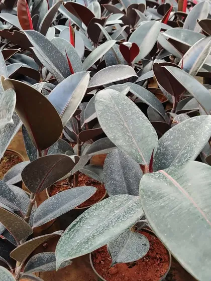 These are Rubber Fig plants, known for their striking, dark leaves. They are a popular choice for indoor plant arrangements and home decor.