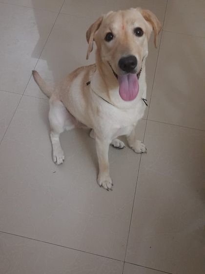This is Whitey, a 6-month-old pure Golden Labrador, sitting patiently for the camera. Rescued from a difficult situation, she is now a happy, vaccinated, and playful puppy.