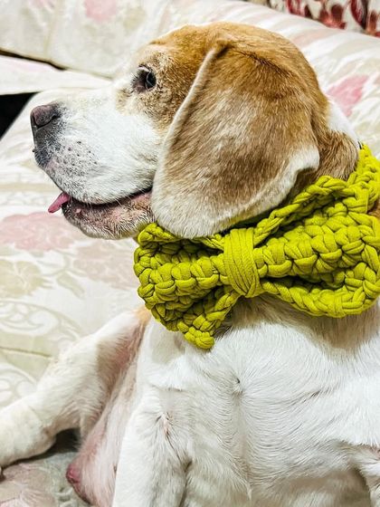 I made this super cute and chunky bow for my childhood friend's beagle. Look how dapper he looks. I can make these crochet bows for any pet.