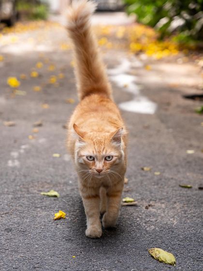 Mushi the cat, walking with swag. Even community cats have a runway-model attitude that's a joy to photograph.
