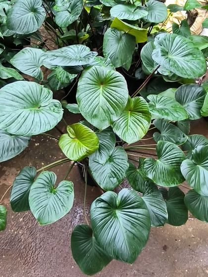 Rare & Collector's Plants photo 46