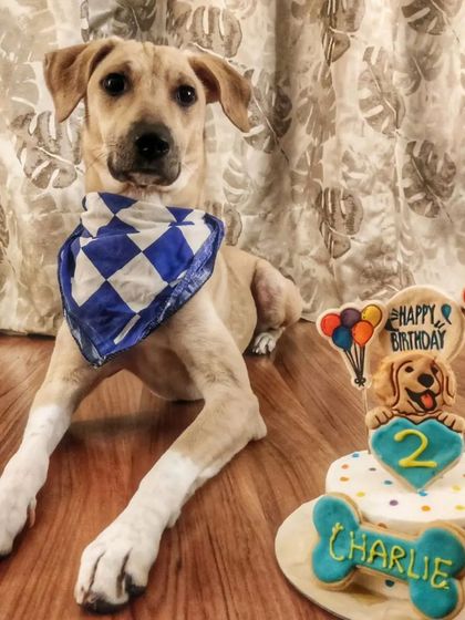 Happy 2nd Birthday to the handsome Charlie. We love baking for our wonderful indie dog customers and making their day extra special.