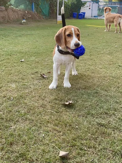 Ball out Thursday. This Beagle has his priorities straight, and his favorite blue ball is number one.