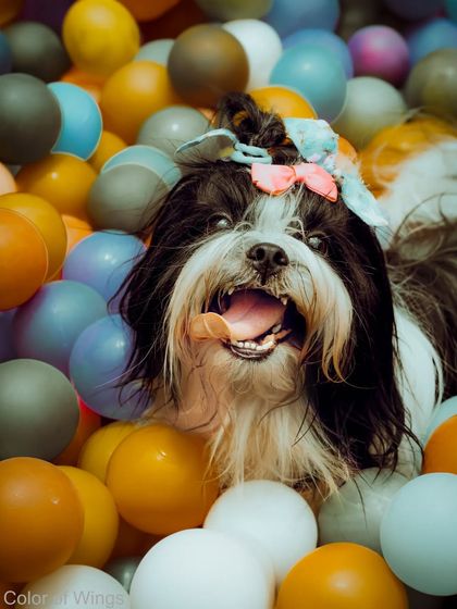 Pure happiness! A fluffy Shih Tzu having the time of its life in a colorful ball pit.