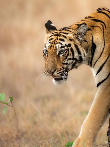 This is Naintara, a tigress from the Tadoba buffer zone, peeking from behind a tree. Her cautious yet curious nature is evident in this frame. Stalking and waiting patiently is how I get these natural, story-driven photographs.