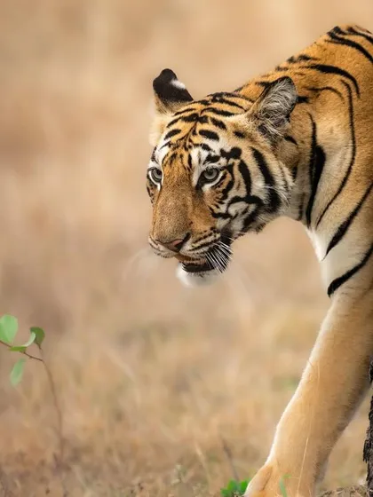 This is Naintara, a tigress from the Tadoba buffer zone, peeking from behind a tree. Her cautious yet curious nature is evident in this frame. Stalking and waiting patiently is how I get these natural, story-driven photographs.