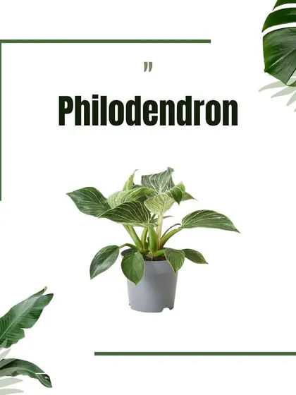A graphic of the Philodendron, a diverse family of plants known for their lush foliage and adaptability to indoor environments.
