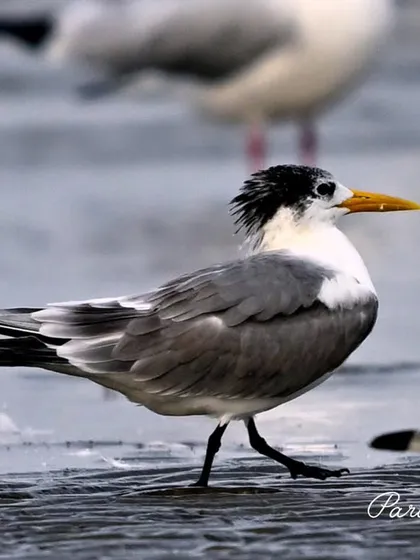 The Great Crested Tern, with its shaggy black crest, walks along the wet sand. These birds are masters of the sea, diving for fish with incredible speed.