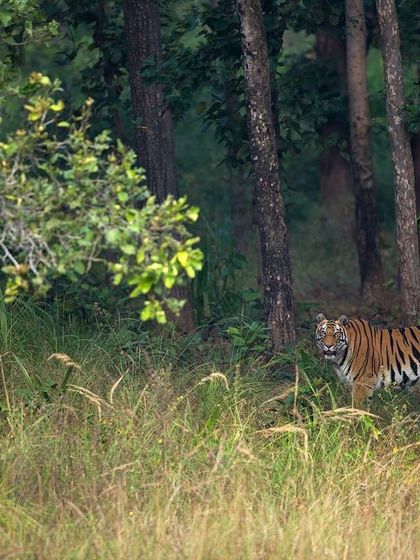 A tiger emerges from the dense forest undergrowth. This image captures the feeling of a sudden, thrilling encounter in the wild.