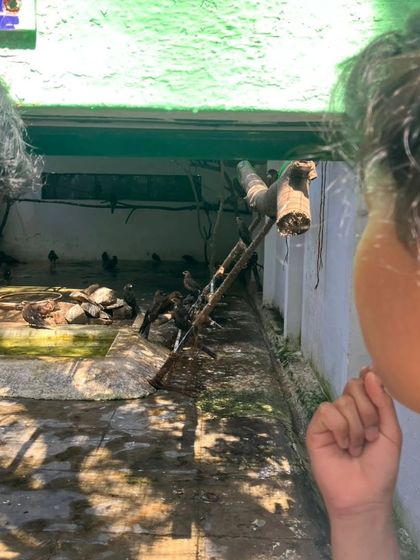 The Earth School - Nature & Community Engagement Programs Wildlife Warriors: Volunteering & Conservation photo 13