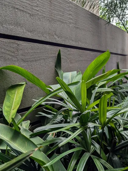 A close-up of lush, broad-leafed plants set against a textured concrete wall. The contrast in textures between the smooth leaves and the rough wall is a key element of this design.