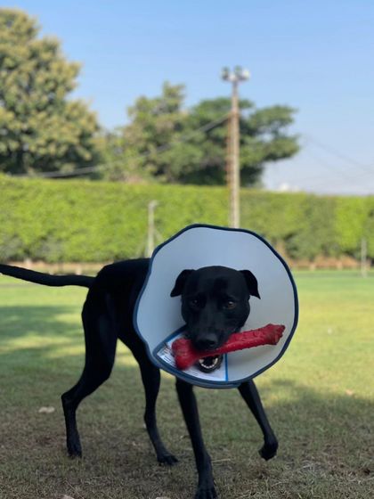 Shadow proudly carrying his toy. We make sure recovery doesn't mean boredom.