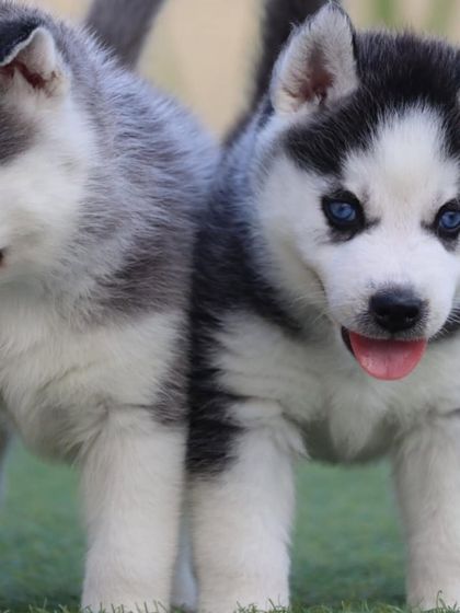 Two of our Siberian Husky pups side-by-side, showing their matching playful expressions. They are from the same litter and are both healthy and full of energy.