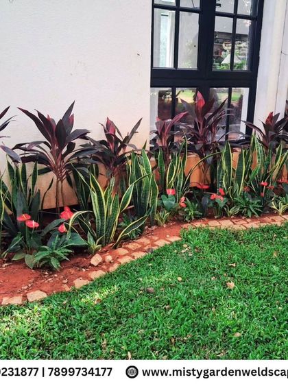 This garden bed features a mix of colorful Cordyline plants and hardy Snake Plants. We select plants for their color, texture, and suitability to the local climate, ensuring a thriving garden.