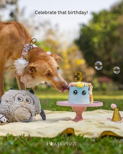 Pet Milestone Photography