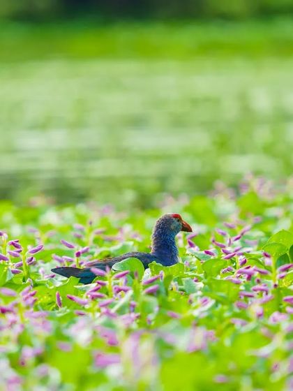 A Grey-headed Swamphen moves through a beautiful patch of flowering water plants.