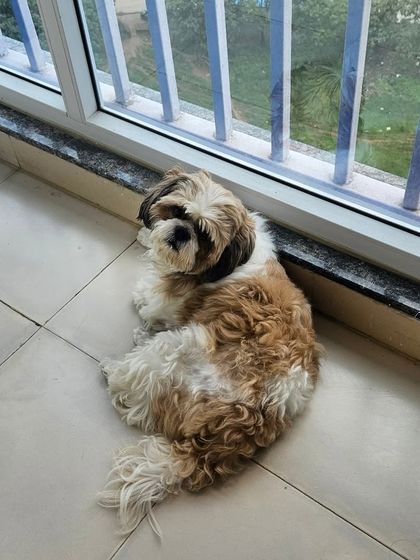 Furry Story - Premium Home Boarding Happy Guests Gallery photo 8