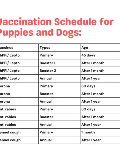 Keeping track of your puppy's shots can be overwhelming. This clear vaccination schedule for dogs is an example of the guidance I provide, ensuring your pet gets the right protection at the right time.