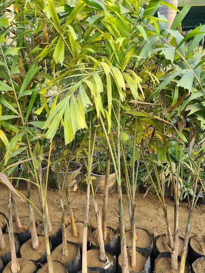 Urban Green Nursery - Wholesale Plant Nursery Large Trees & Palms photo 9