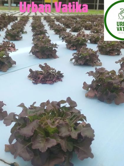 Red oak leaf lettuce thriving in our hydroponic setup. We can help you grow a variety of exotic lettuces.
