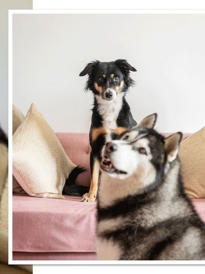 A quirky and fun portrait of Sasha and Luis on a pink couch. This shot perfectly captures their different personalities, with the sassy Husky stealing the spotlight.