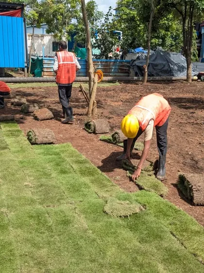 Laying down rolls of Korean lawn. This variety is known for its fine texture and is a great choice for many gardens.