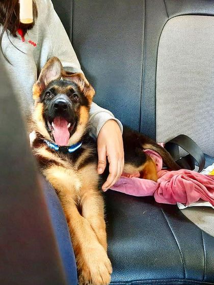 A puppy's first vet visit is a crucial experience. I focus on making these "firsts" as positive as possible to build a dog who is confident and not fearful of new situations. Look at that happy face.