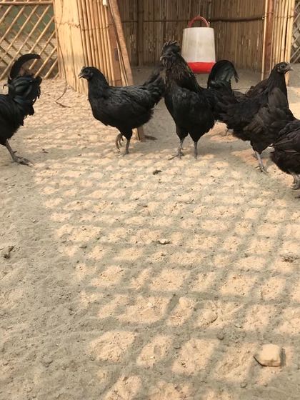 A closer look at our stunning Kadaknath hens. Their all-black appearance makes them one of the most striking breeds you'll see at the farm.