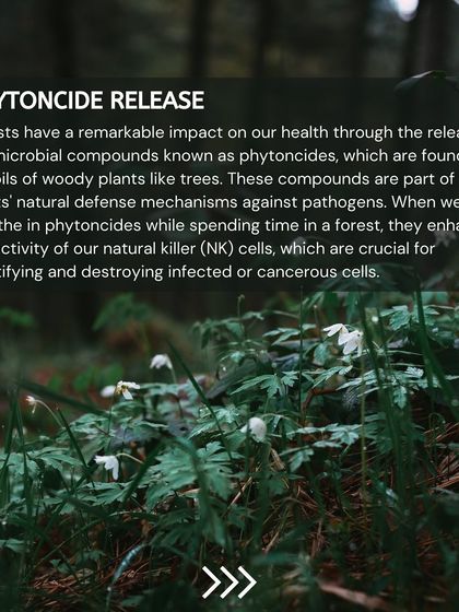 Trees release natural antimicrobial compounds called phytoncides. When we breathe them in, they enhance the activity of our natural killer cells, which are crucial for fighting infections.