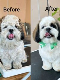 Pet Grooming & Styling