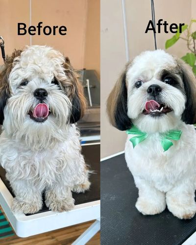 Pet Grooming & Styling