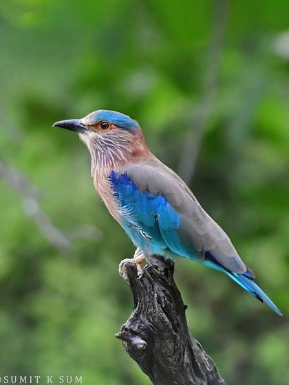 The Indian Roller, a bird revered in many communities, showing off its multiple hues of blue. A change in perspective at a tiger reserve can reveal such beautiful sightings.