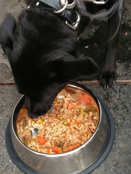 A sleek black Labrador mix enjoying his meal. I served dozens of bowls at this event, and every clean bowl was a victory.