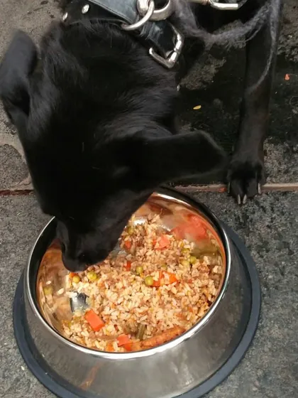 A sleek black Labrador mix enjoying his meal. I served dozens of bowls at this event, and every clean bowl was a victory.
