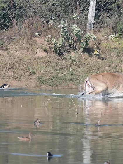 Conservation Chronicles: Stories from the Field photo 4