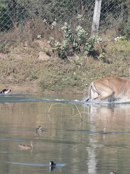A harrowing scene unfolds as a pack of feral dogs chases a female Nilgai into a wetland on the outskirts of Jaipur. This image is a stark document of the rising threat that free-ranging dogs pose to India's native wildlife.