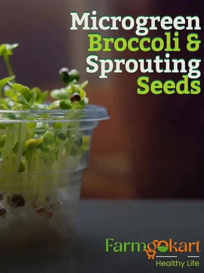Broccoli microgreens are one of the most popular and nutritious varieties. You can easily grow them in a small container right on your kitchen counter.