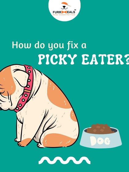 Dealing with a picky eater? This series explains why dogs become fussy, how their sense of smell is more important than taste, and the steps you can take to break the cycle of picky eating.
