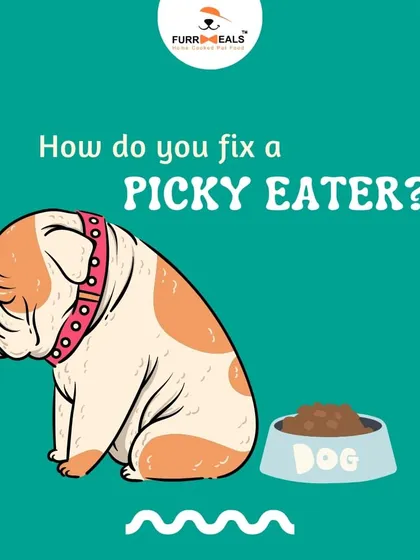 This extensive library of educational content covers everything a pet parent needs to know, from the benefits of turmeric and moringa to tips for hydration, sleep, dental health, and raising a new puppy.