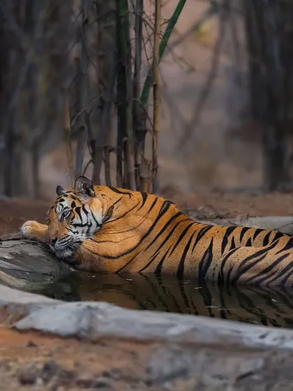 A mother and cub cooling off in a waterhole in Bandhavgarh, a tender moment during the summer heat.