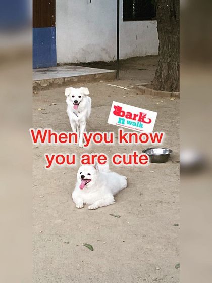 When you know you're cute, you just have to flaunt it. These two little white fluffballs, a Toy Pomeranian and an Indian Spitz, bring so much joy to the park.