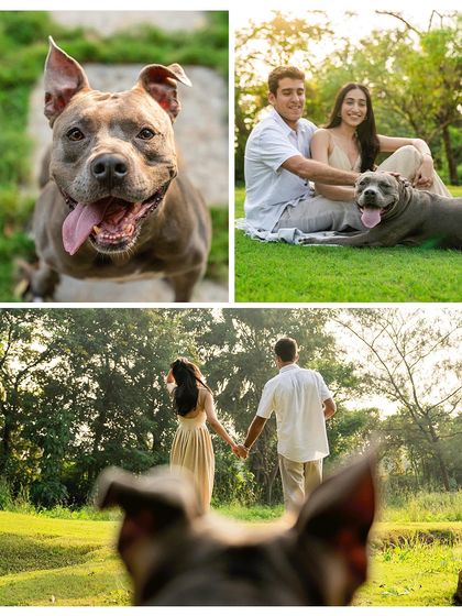 A collage capturing the essence of an engagement shoot with a pet. It features a happy portrait of Millie the pitbull, a romantic shot of the couple, and the unique "dog's point of view" photo.