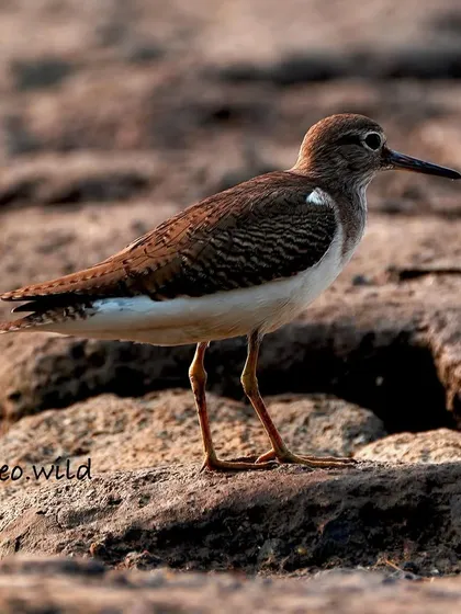A clearer view of the Common Sandpiper, showing the subtle brown and white patterns on its feathers. These birds are always on the move, making a sharp, clear photograph a real trophy.