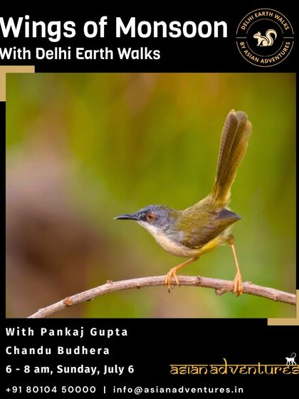 Urban Bird Watching photo 31