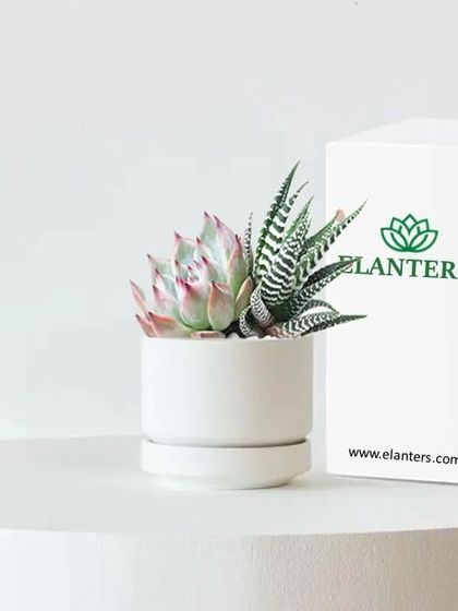 Gifting Green: Plants for Every Occasion photo 4